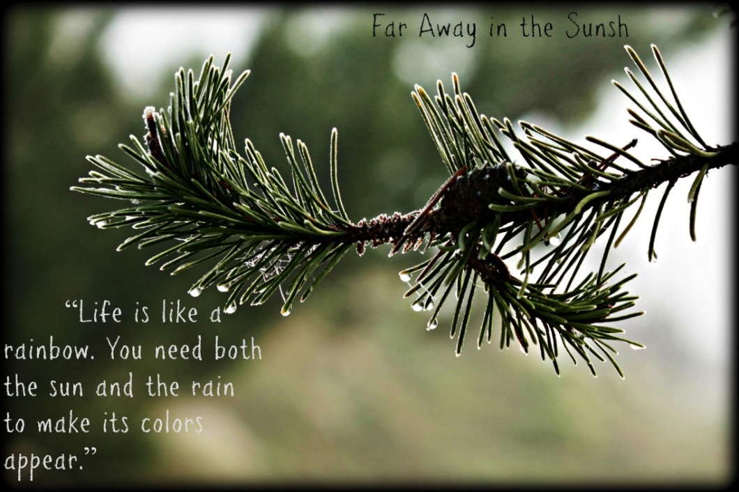 Rain Drop and Pine Needles